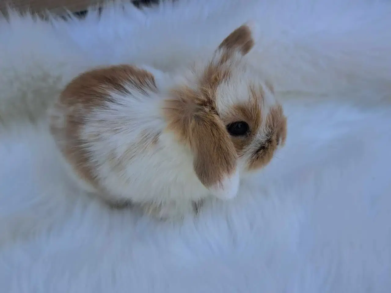 Billede 2 - Minilop, 0 år