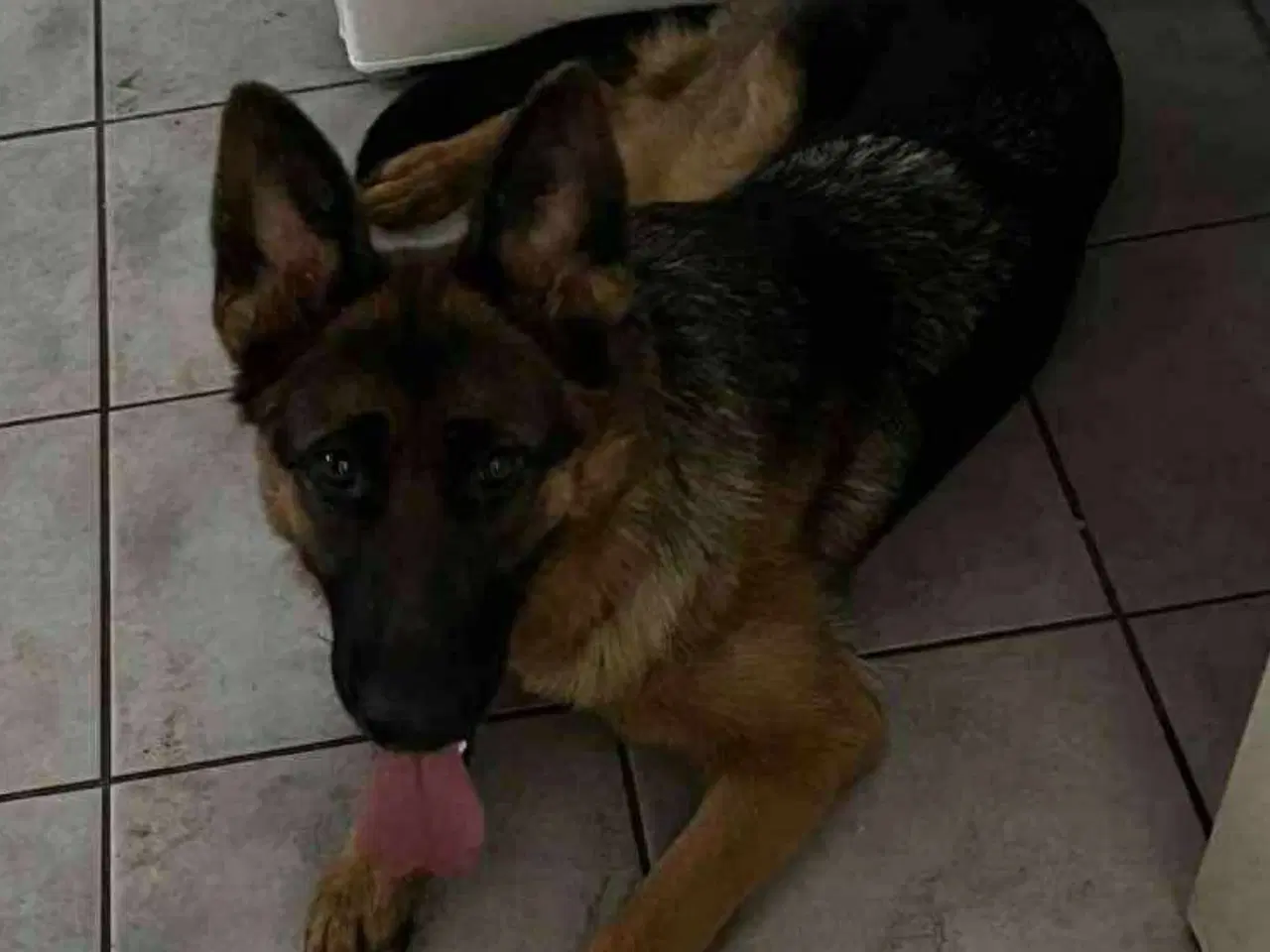 Billede 1 - Schæfer hun hund