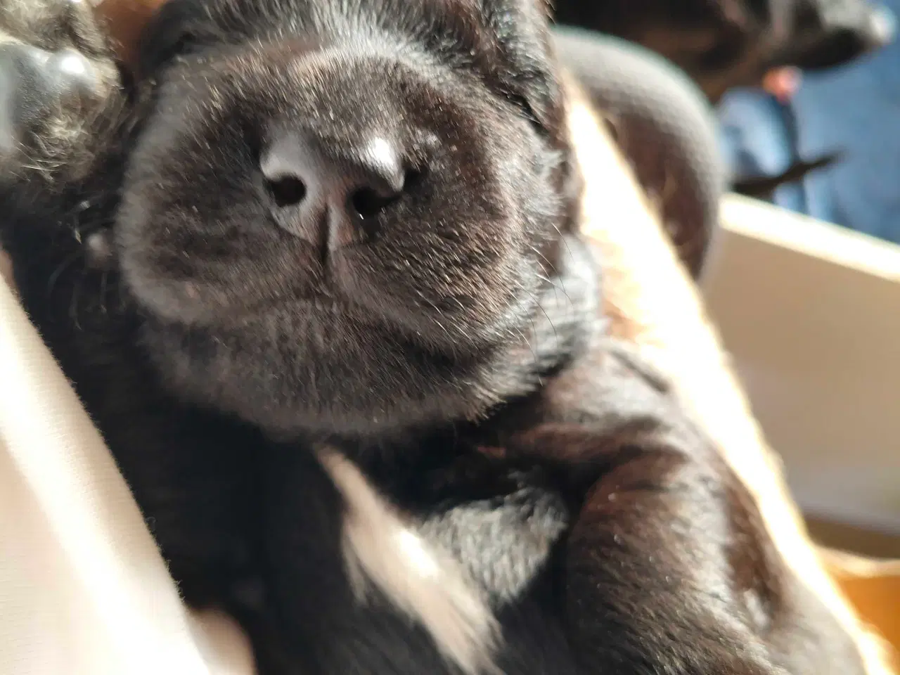 Billede 6 - Hvalpe fra den mest rolige familie hund
