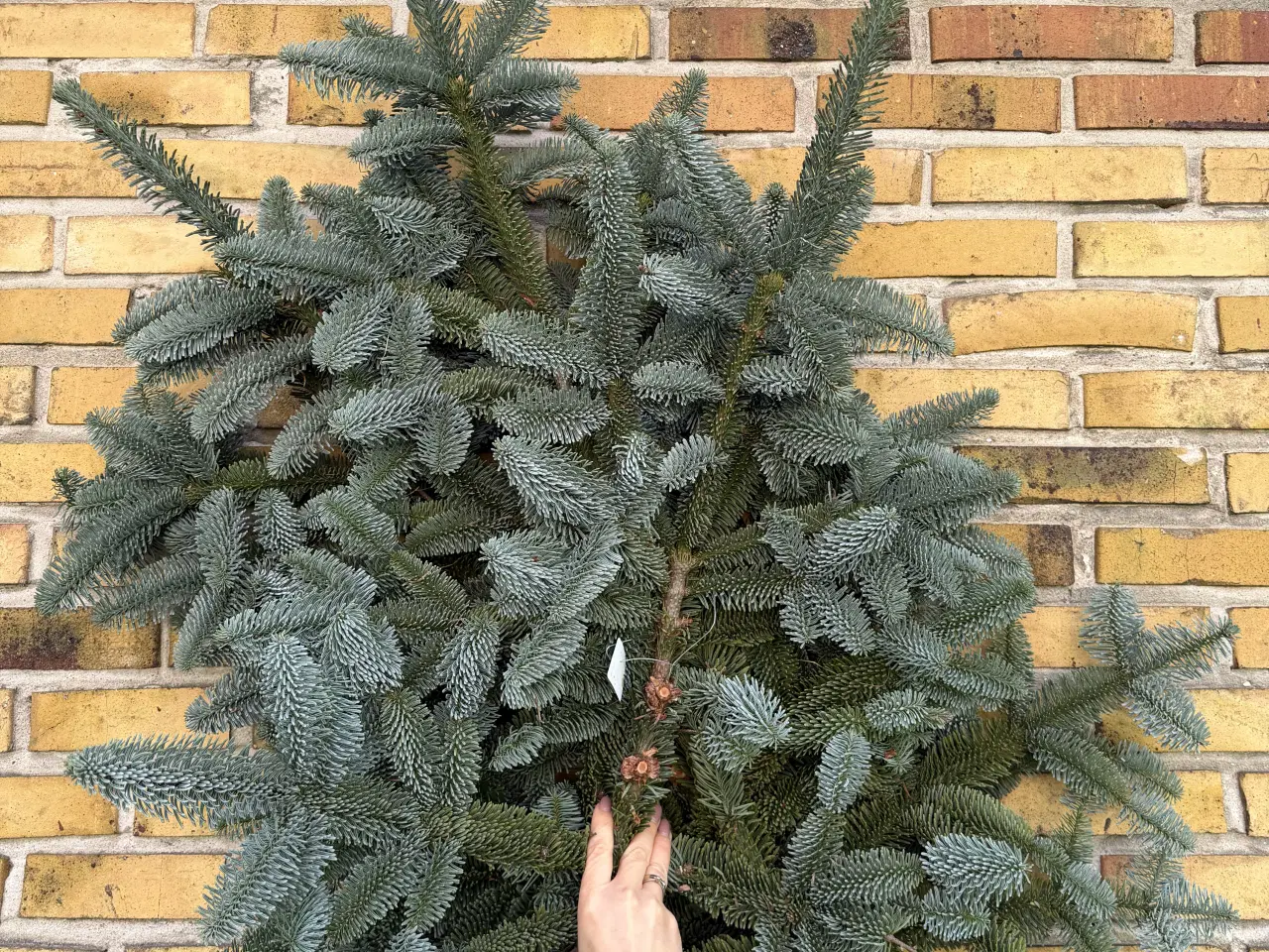 Billede 1 - Gran og Lærke grene i bundt 