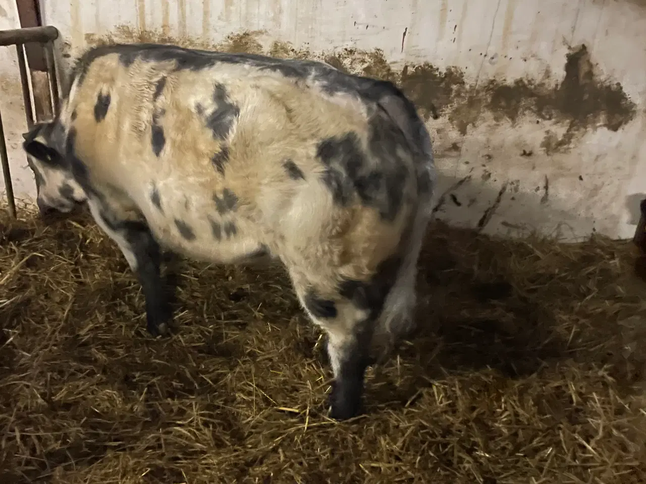 Billede 7 - Ægte blåhvid tyrekalv uden papir