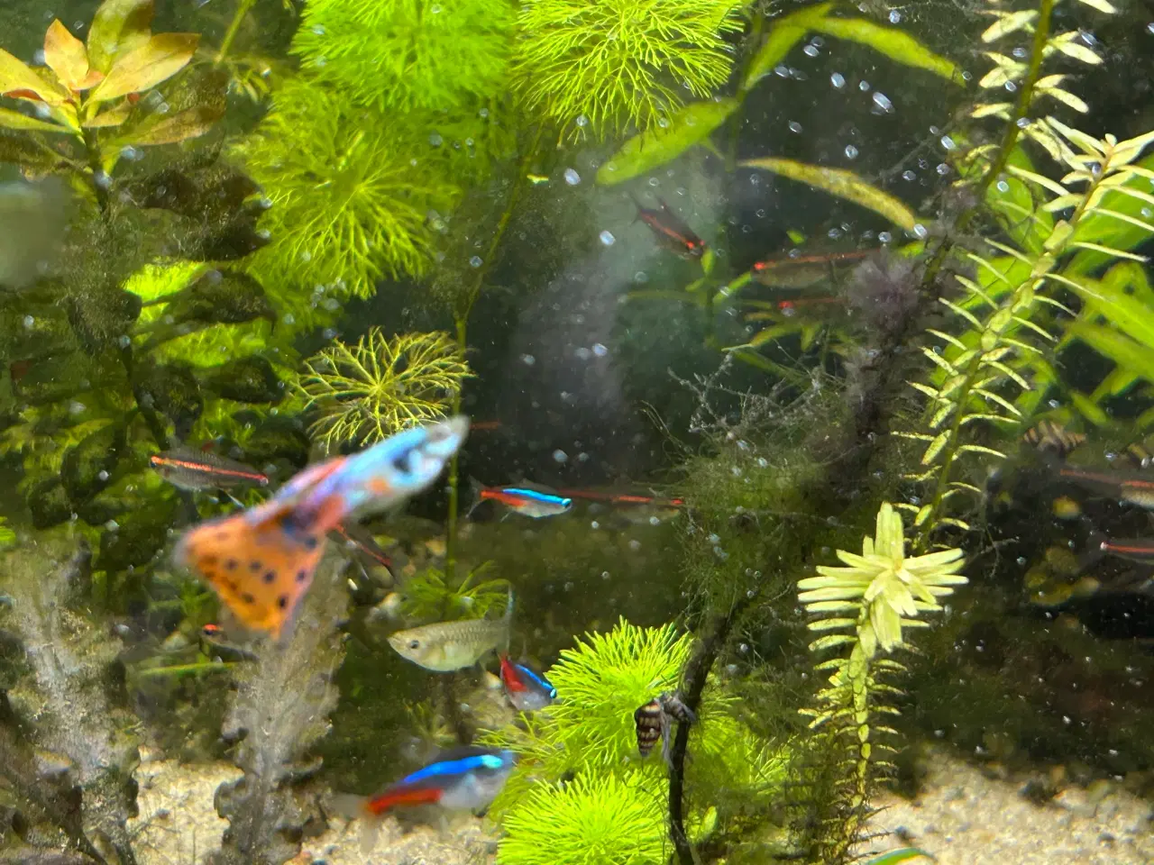 Billede 10 - 🐟 Neonfisk sælges – god stimepris | Viby J