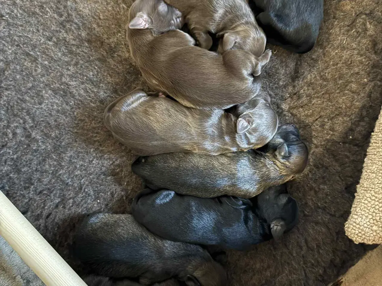 Billede 1 - Sødeste små hvalpe