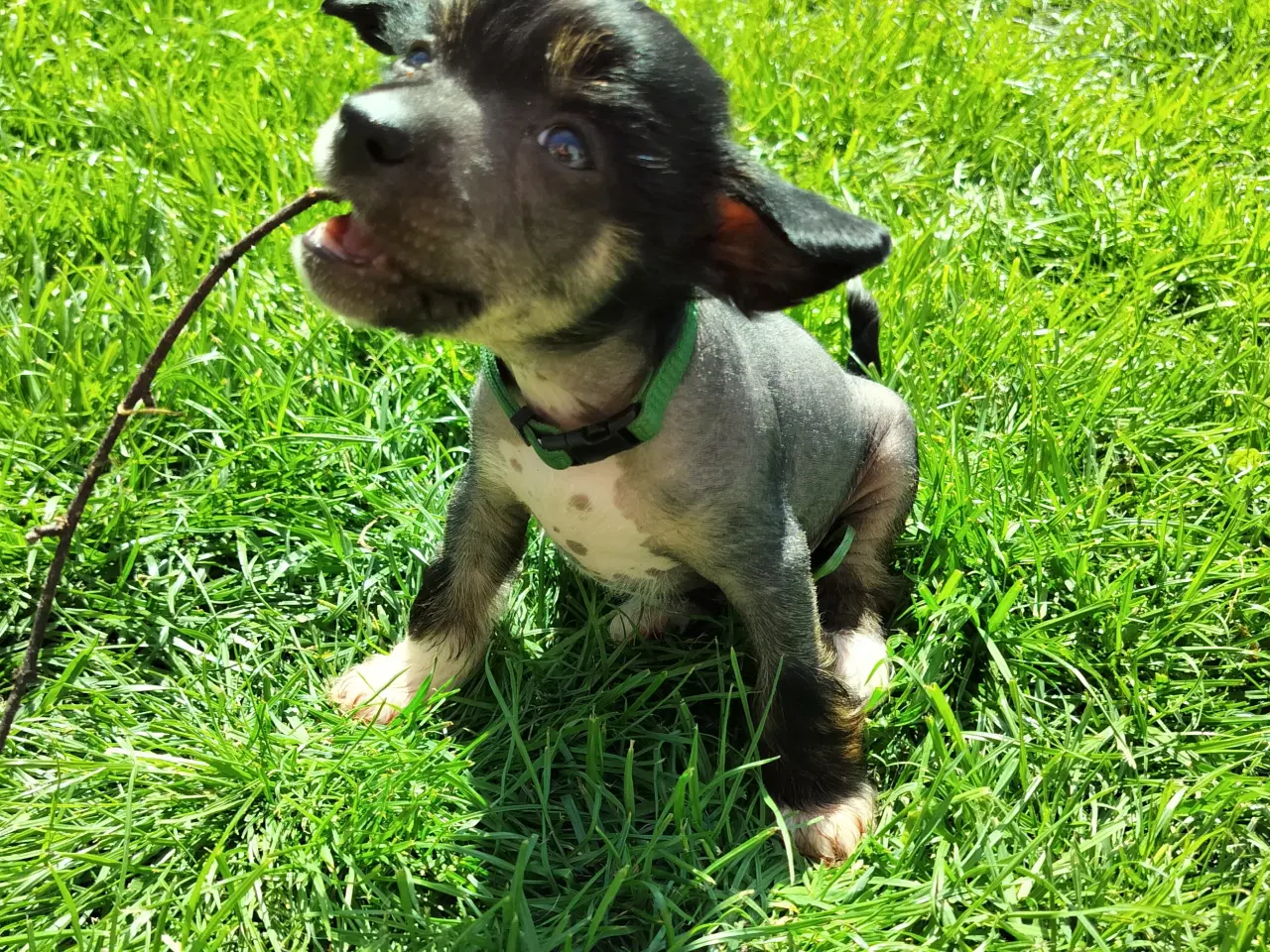 Billede 3 - Chinese crested/powder puff drenge med DKK stambog