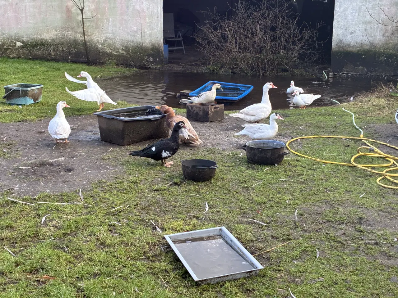 Billede 1 - Moskusandriker sælges eller bytres