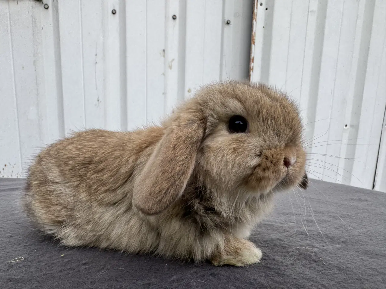 Billede 4 - Mini lop hankanin