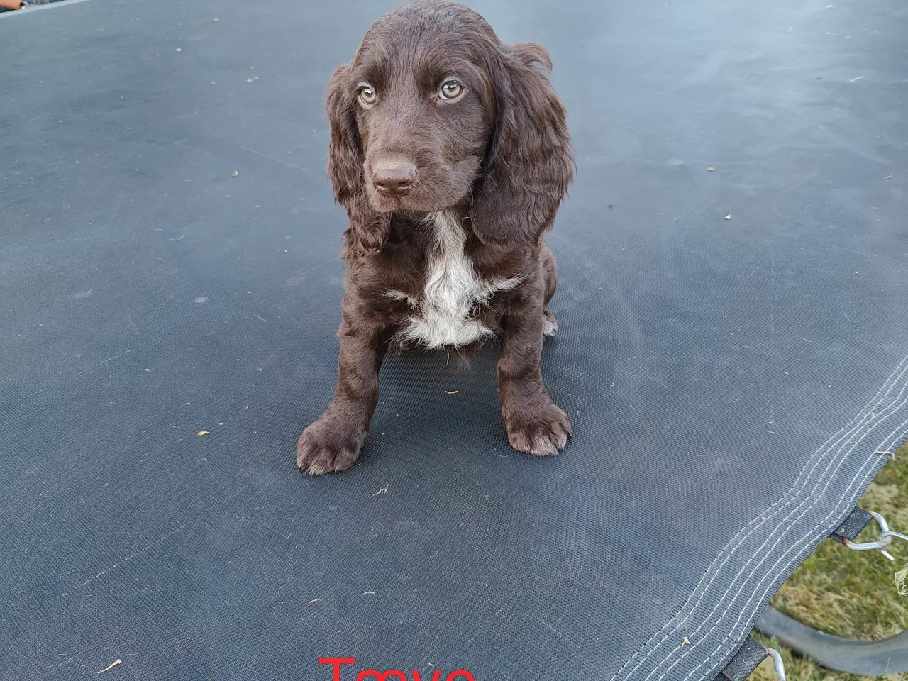 Billede 2 - Hundehvalpe Kleiner Münsterländer 