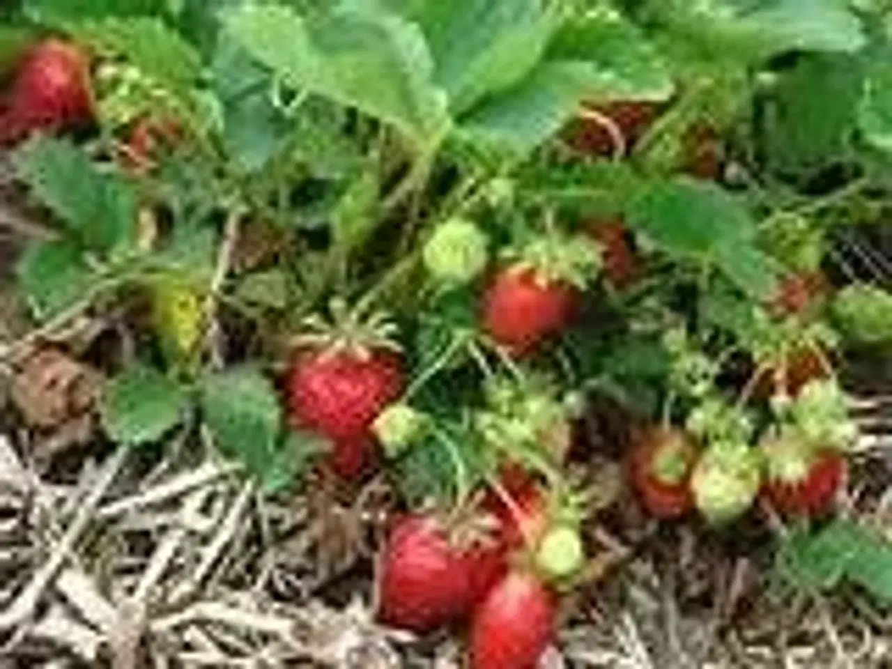 Billede 1 - Jordbærplanter / stiklinger søges gratis