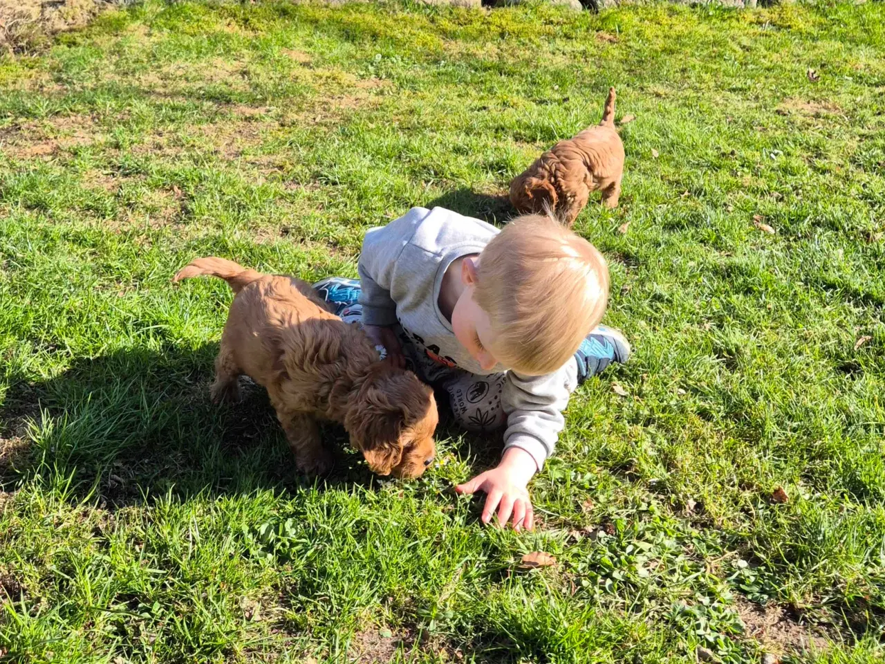 Billede 6 - Cavalier puddel 