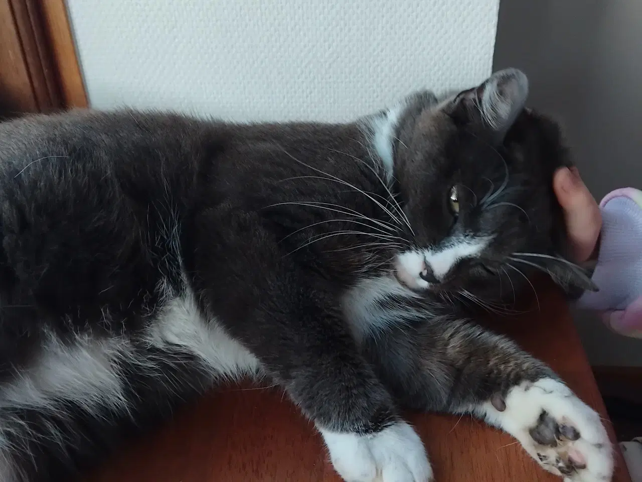 Billede 4 - Sødeste frida søger kærligt hjem