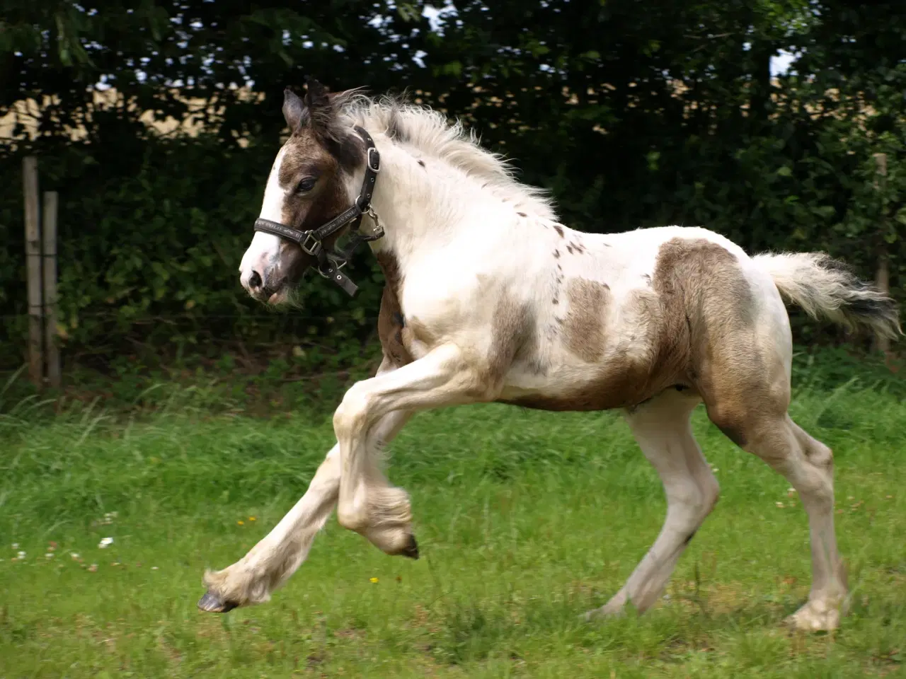 Billede 5 - Mild Tinker hoppe føl 