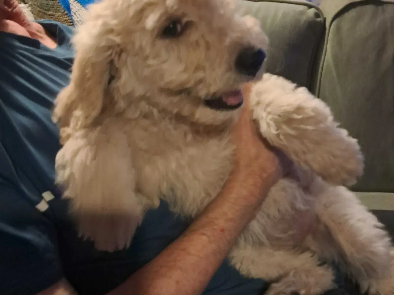 Billede 15 - Goldendooldler 