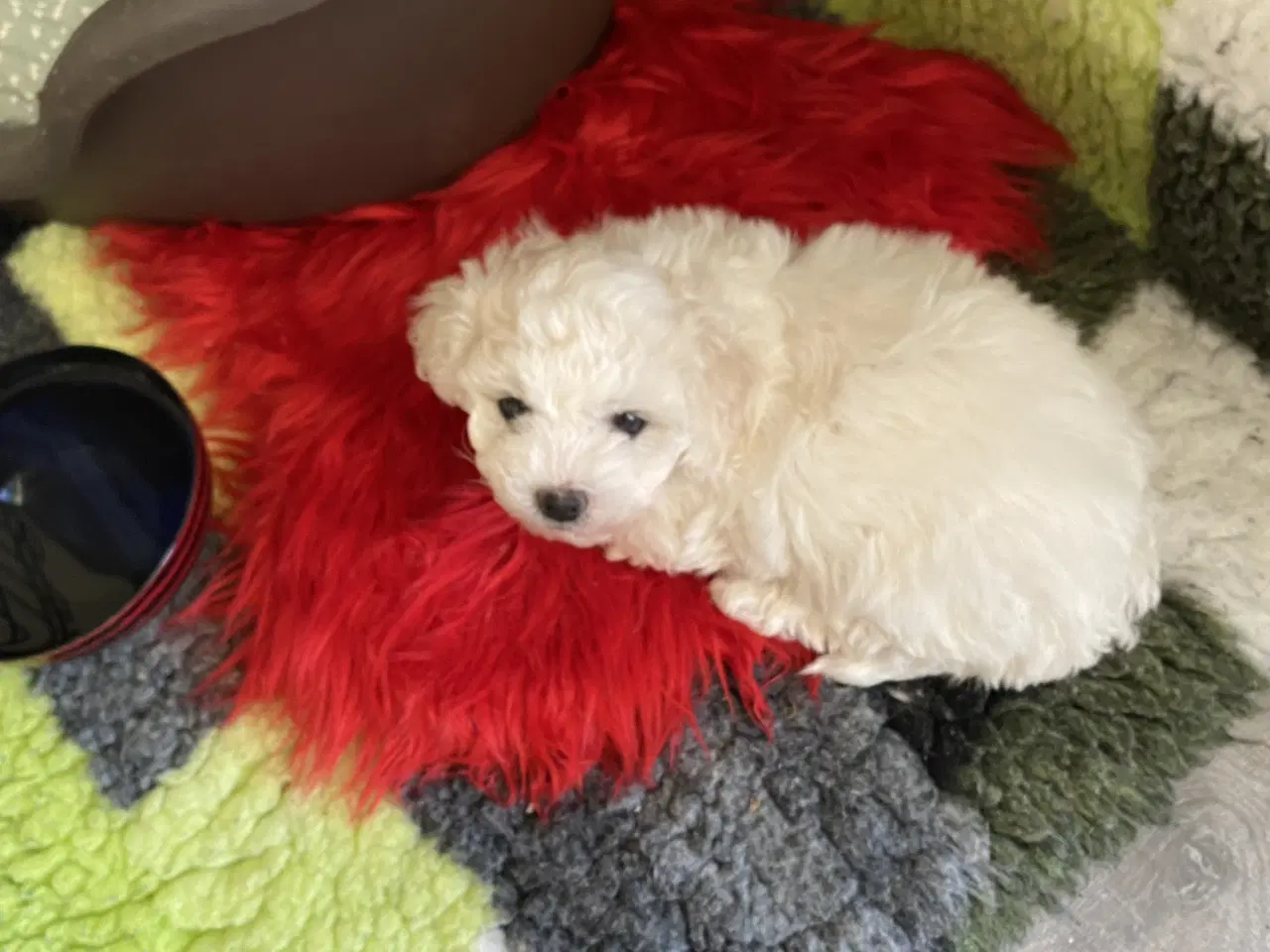 Billede 1 - Hunhund sælges.