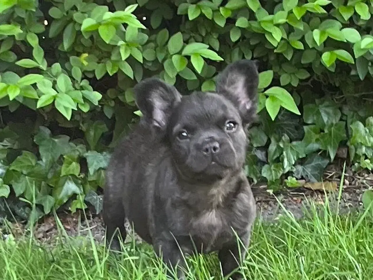 Billede 6 - Fluffy fransk bulldog med stamtavle