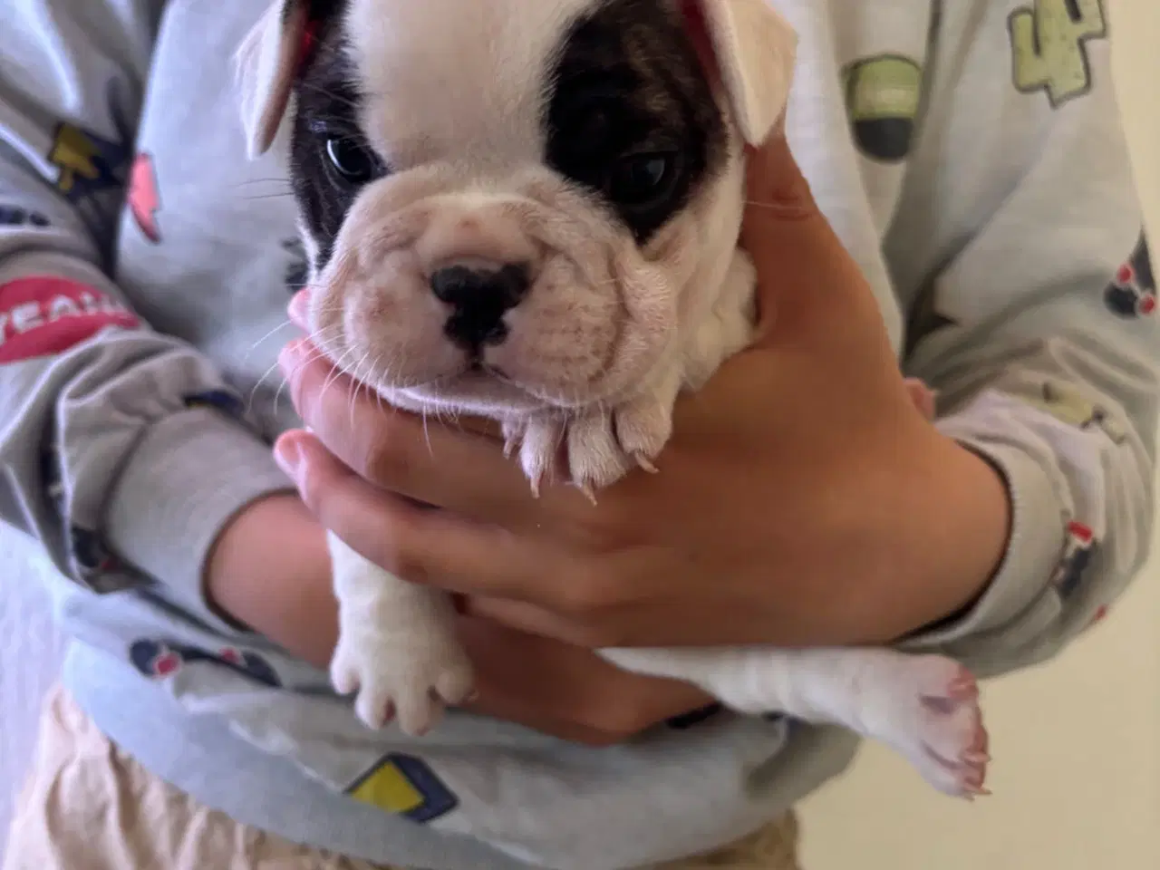 Billede 12 - Fransk Bulldog