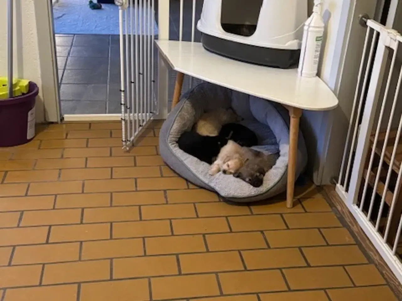 Billede 15 - Små uldtotter søger nyt hjem