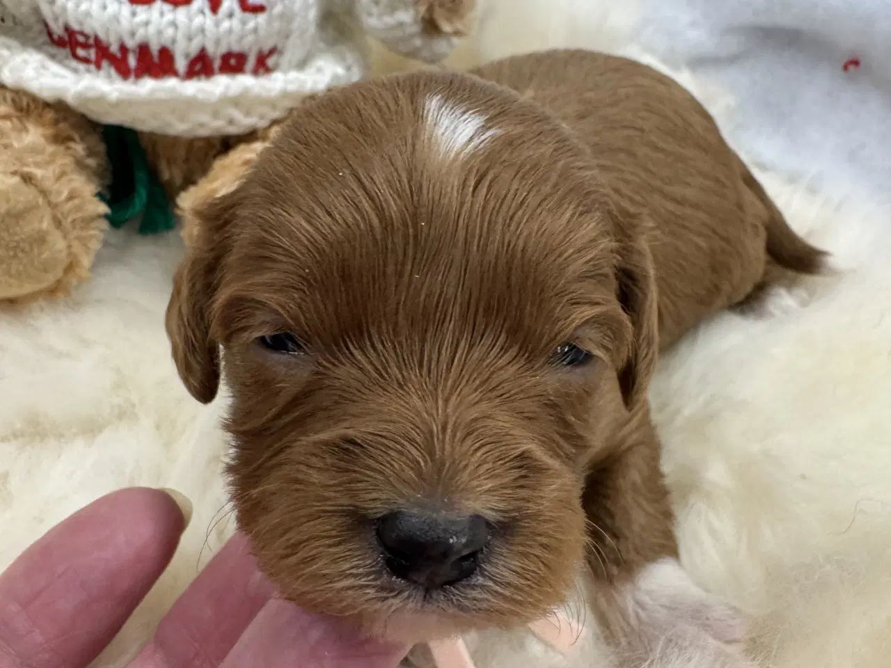 Billede 11 - Skønne Cavapoo hvalpe i det nye år 🎉