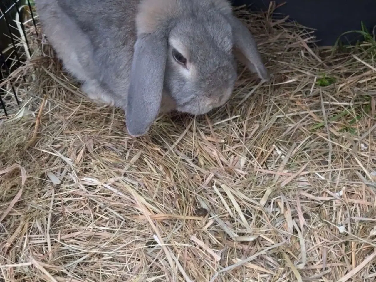 Billede 14 - Stor kanin pakke