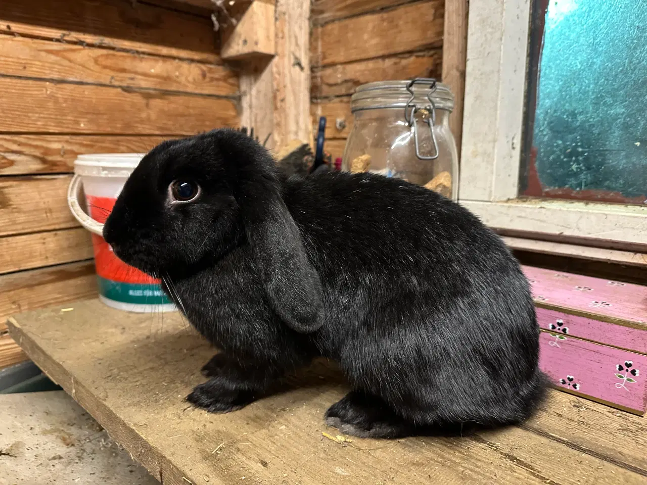 Billede 5 - Østrigsk Hopkanin / Kælekanin sælges