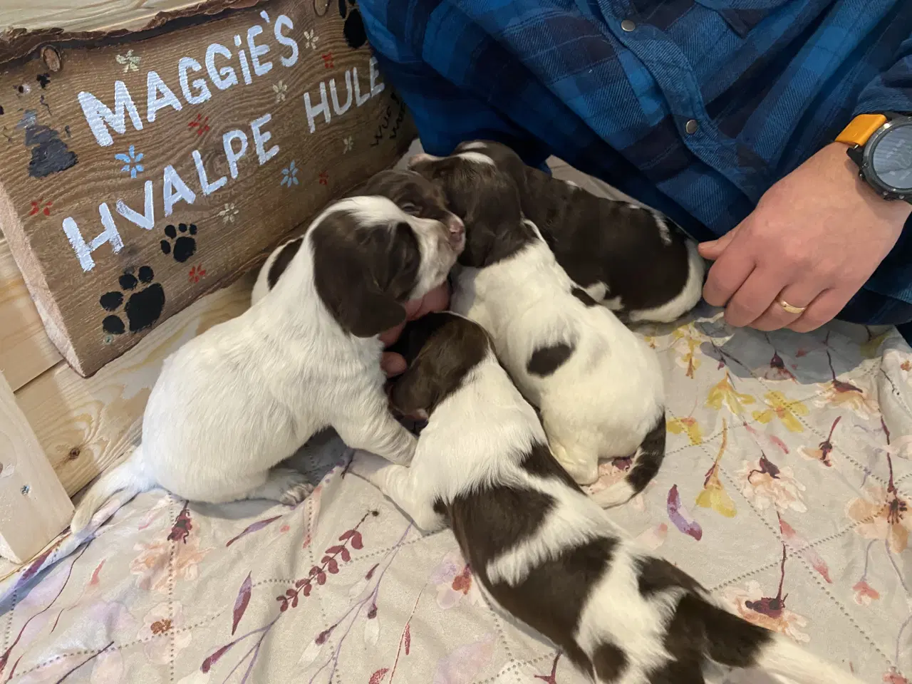 Billede 9 - Kleiner Munsterlænder - 2 hanhunde tilbage