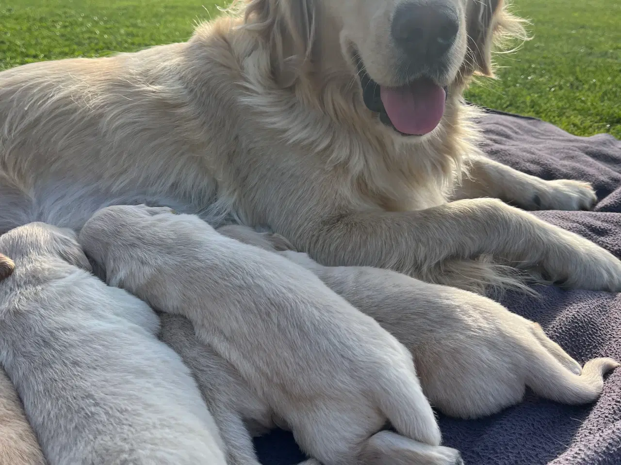 Billede 11 - Golden Retriever hvalpe