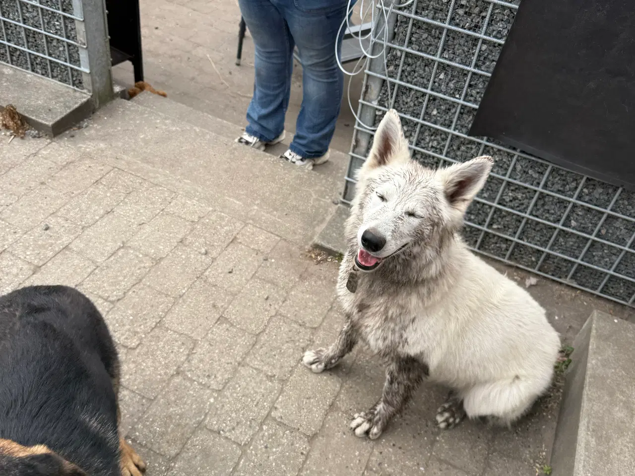 Billede 21 - Ønsker du en hund i julegave