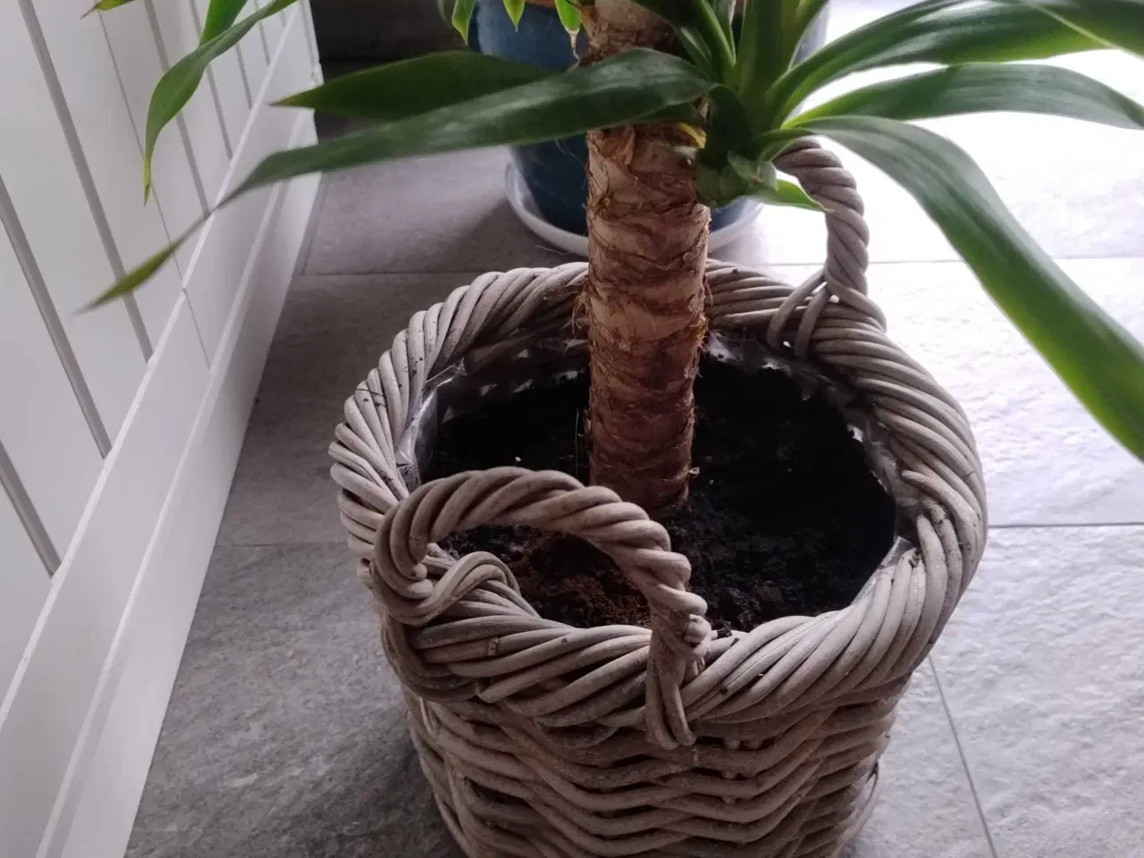 Billede 5 - Palme i flettet kurv