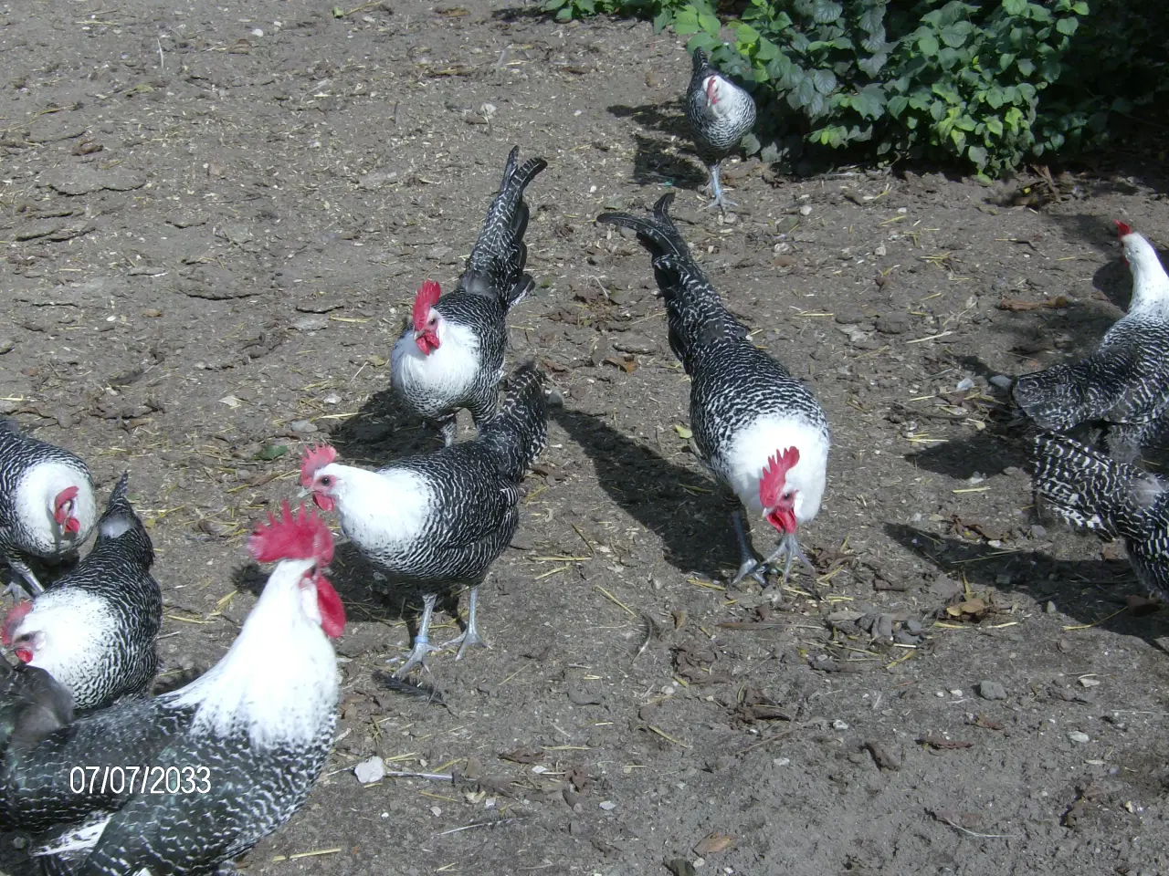 Billede 1 - Sølv Campiner