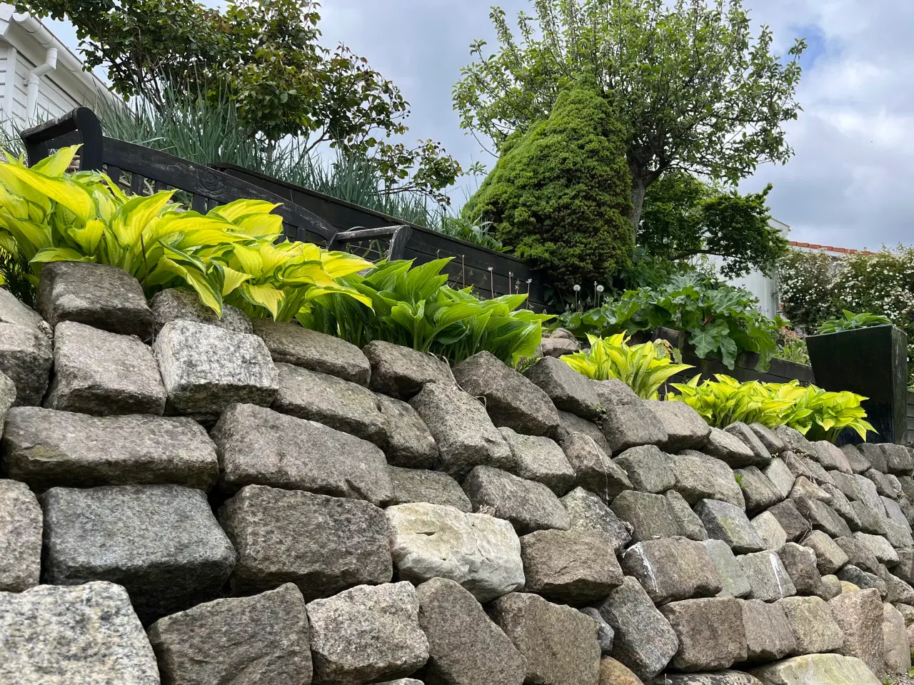 Billede 1 - Hosta/Funkia.Store,flotte planter.