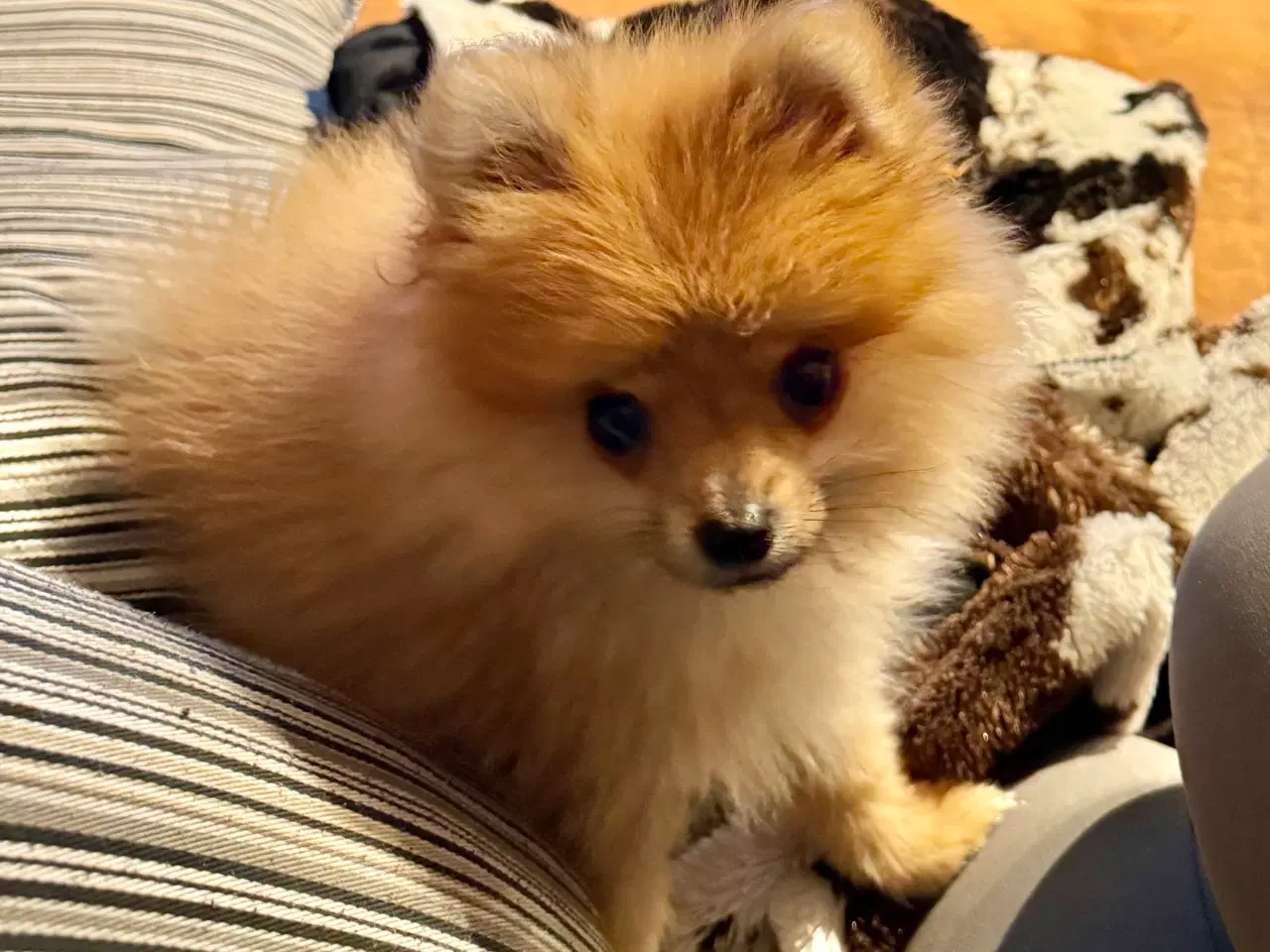 Billede 4 - Pomeranian hvalp