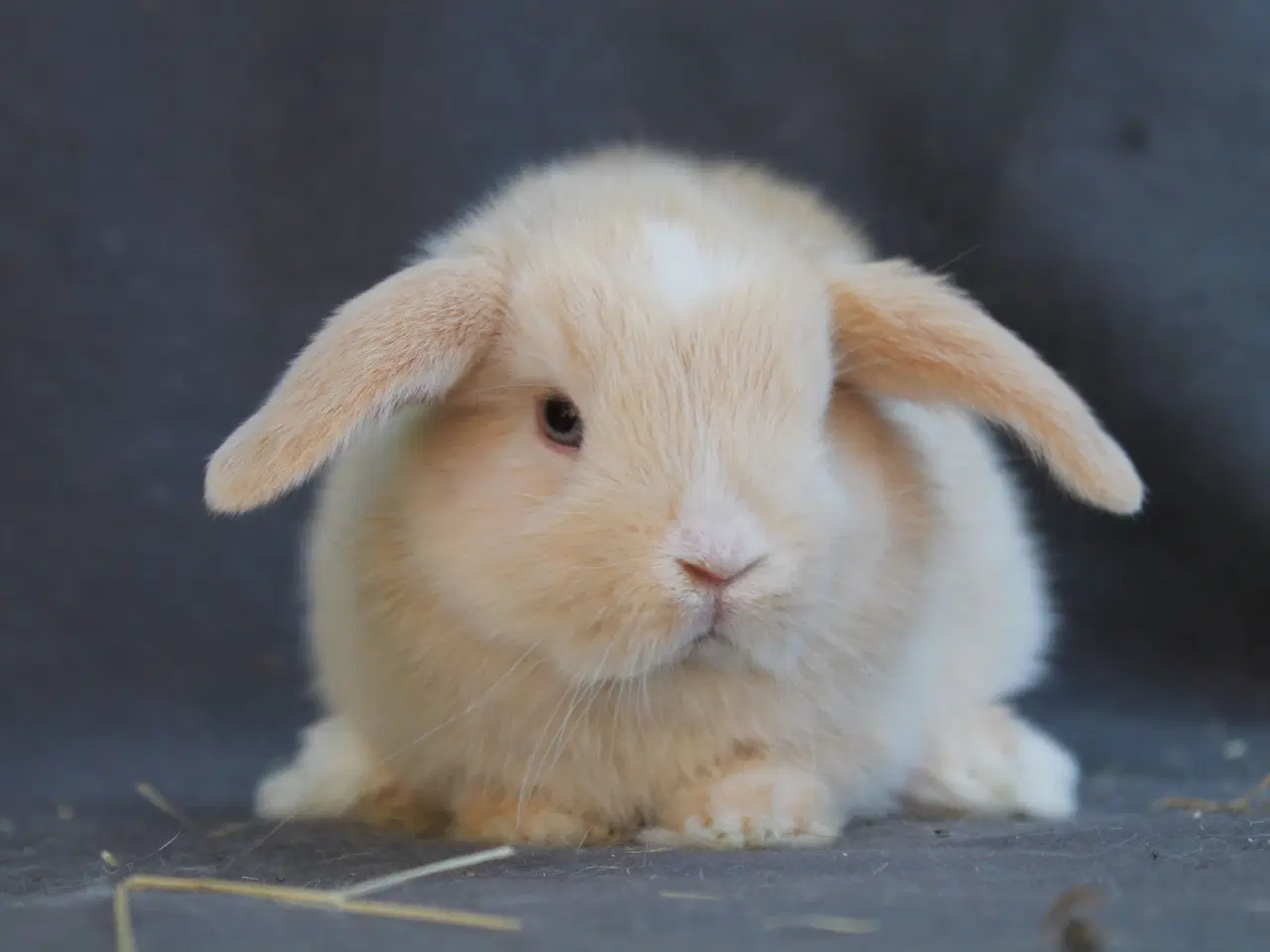 Billede 3 - Ægte mini lops drenge