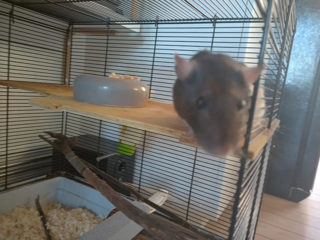 Billede 6 - Tamrotter (4 Drenge),(2 Piger)