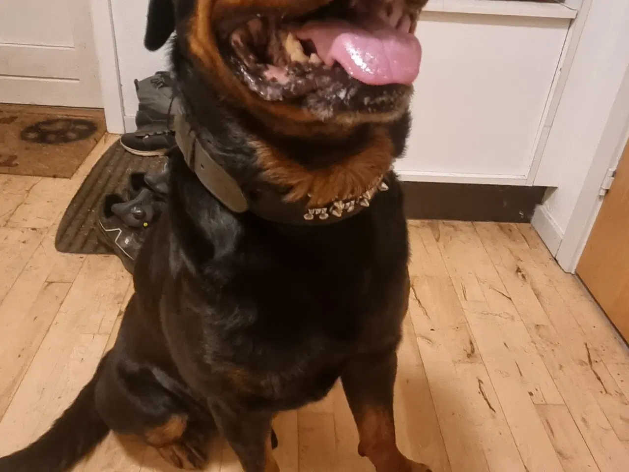 Billede 3 - Rottweiler - tæve søges til parring 