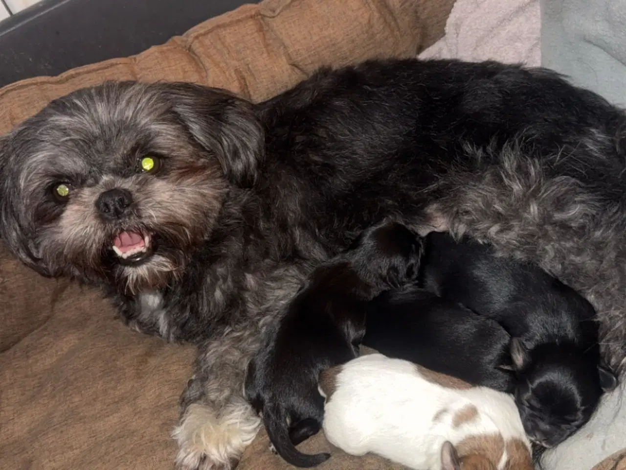 Billede 1 - Shih tzu/ Bomuld hvalpe 