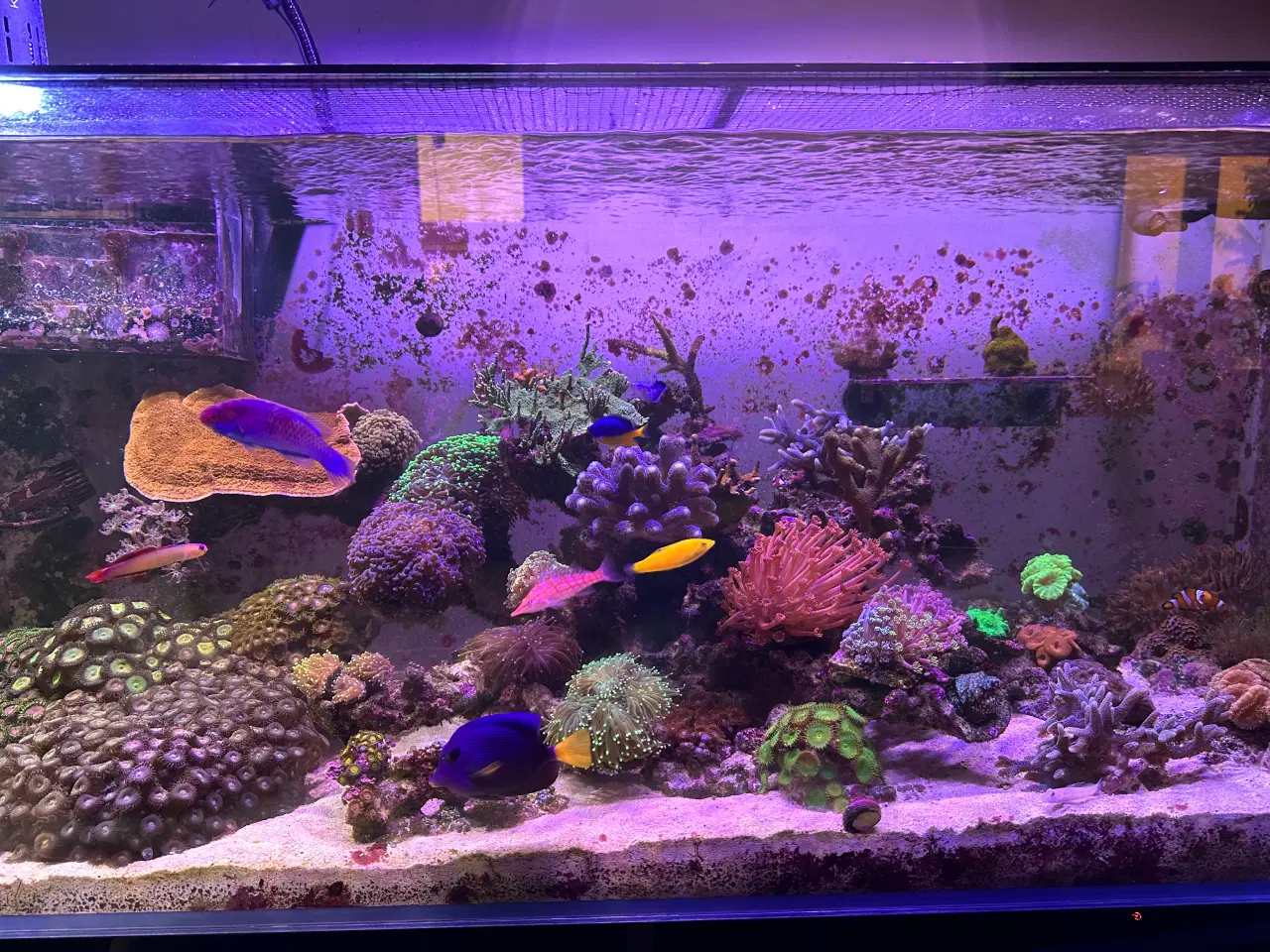 Billede 3 - Koraller og fisk til salg