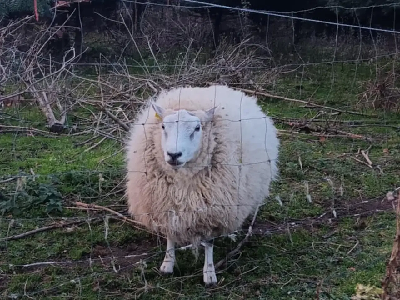 Billede 1 - Sød Texel vædder til avl