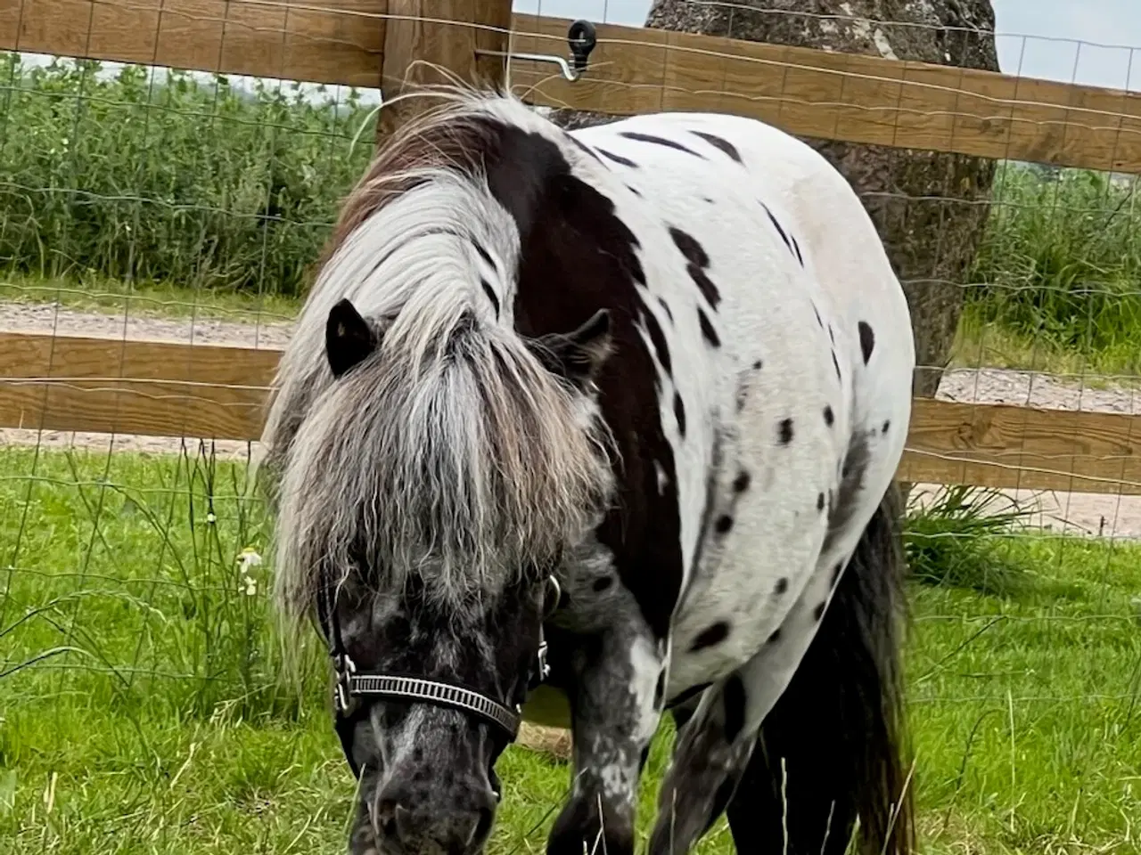 Billede 2 - Miniature Knabstrupper hoppe