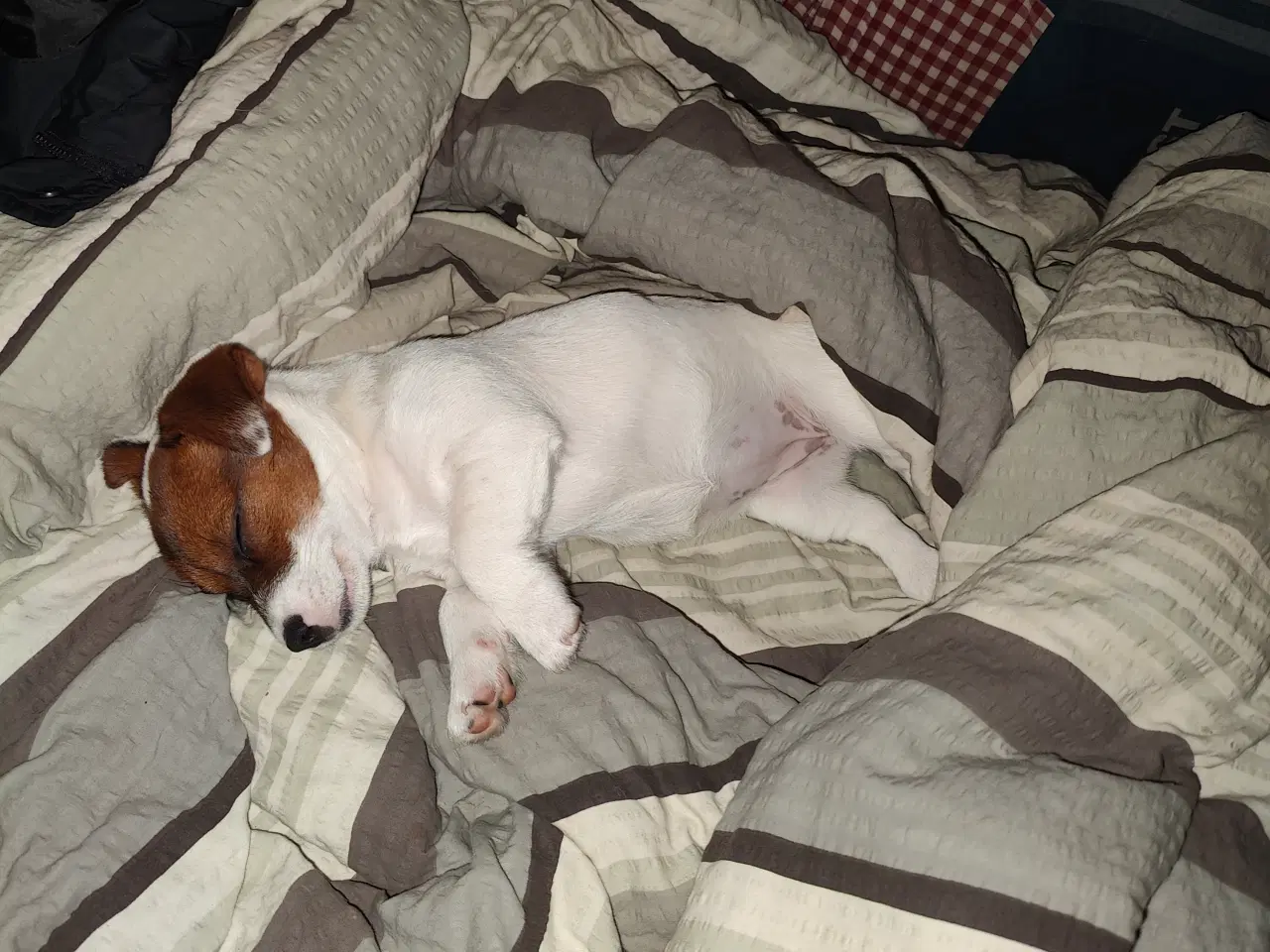 Billede 17 - Jack Russell Terrier hvalpe