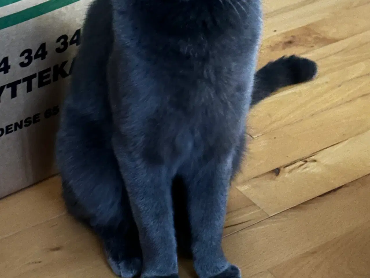 Billede 2 - British Shorthair/Norsk skovkat hankat 1 år 
