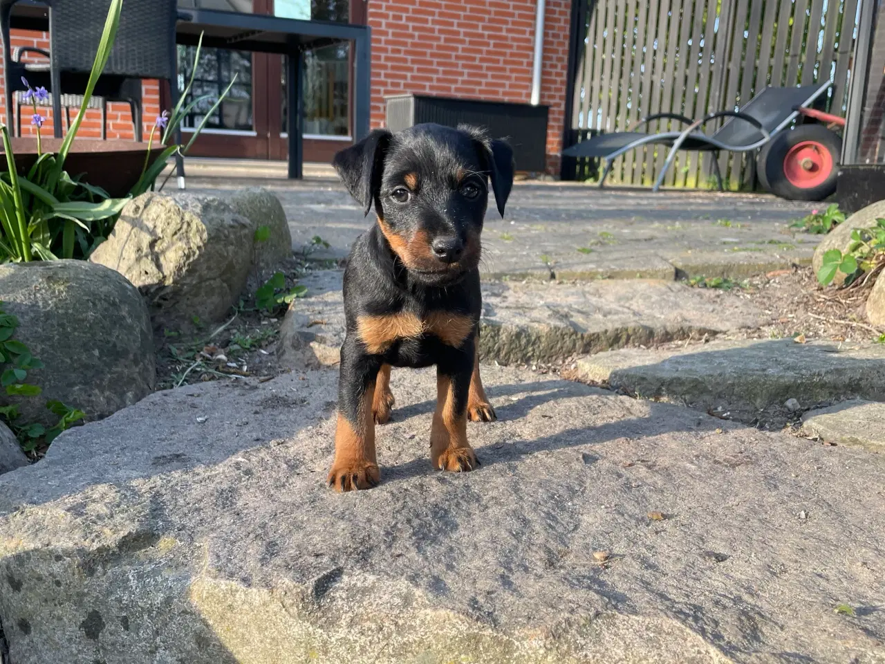 Billede 5 - Tysk jagtterrier hvalpe
