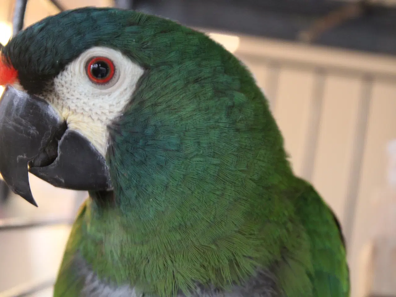 Billede 2 - Rødrygget Dværgara