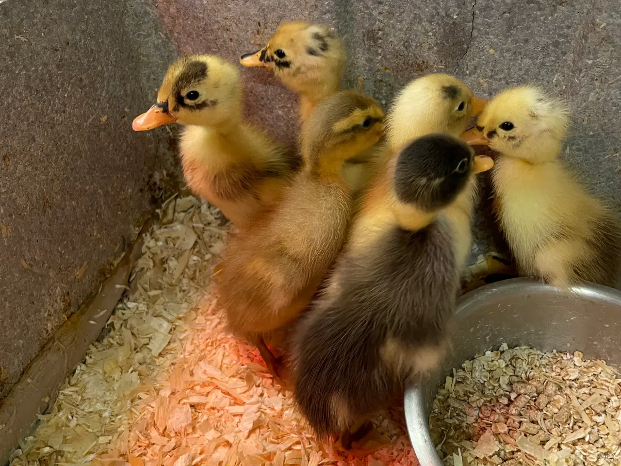 Billede 2 - Løbeænder, ællinger sælges