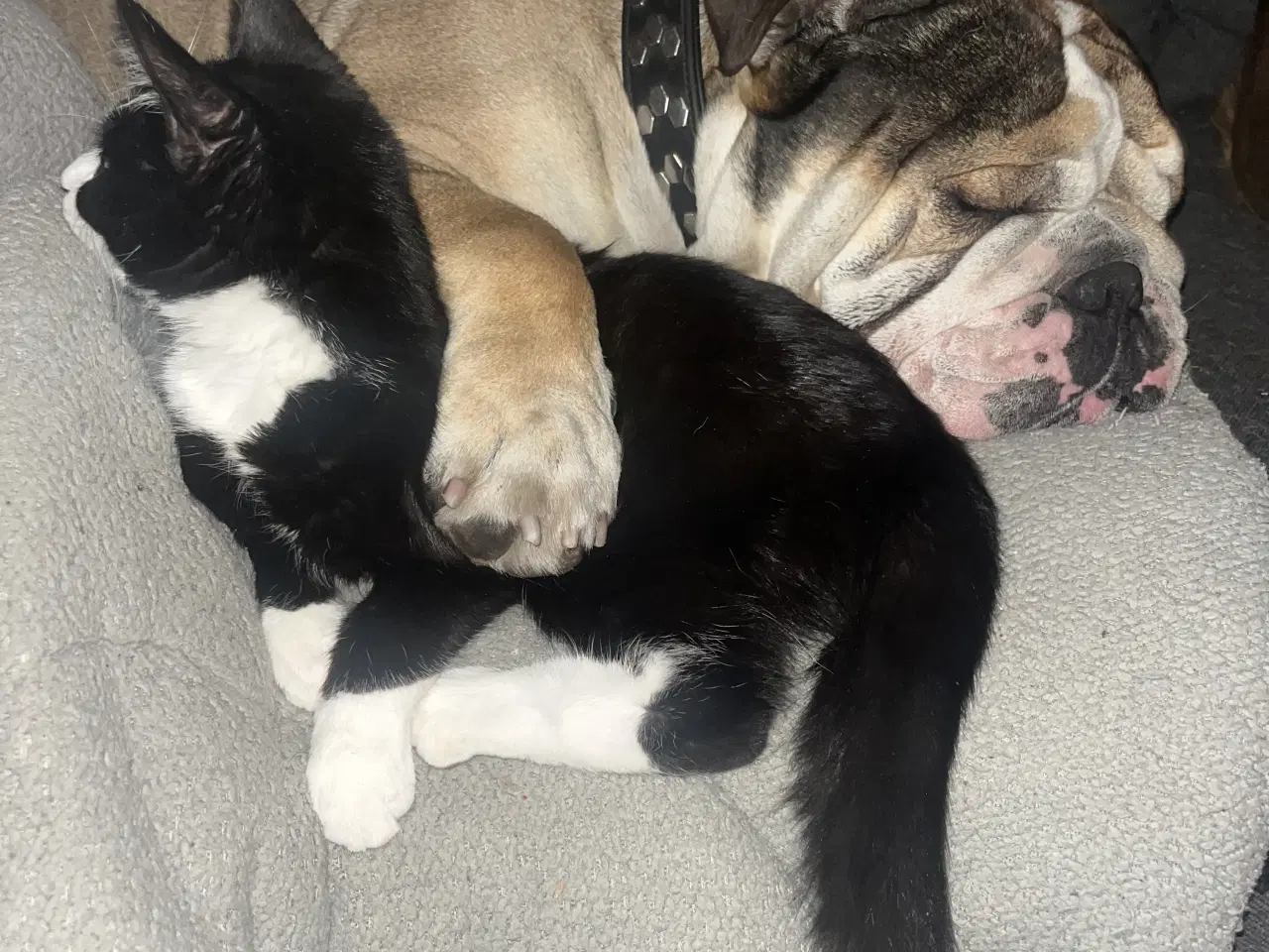 Billede 3 - 2hun katte