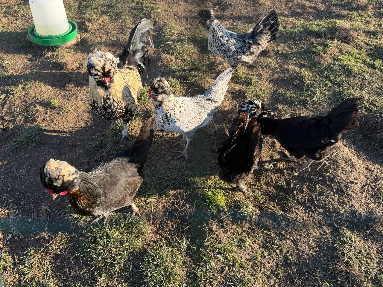 Billede 1 - Stor race Paduaner 