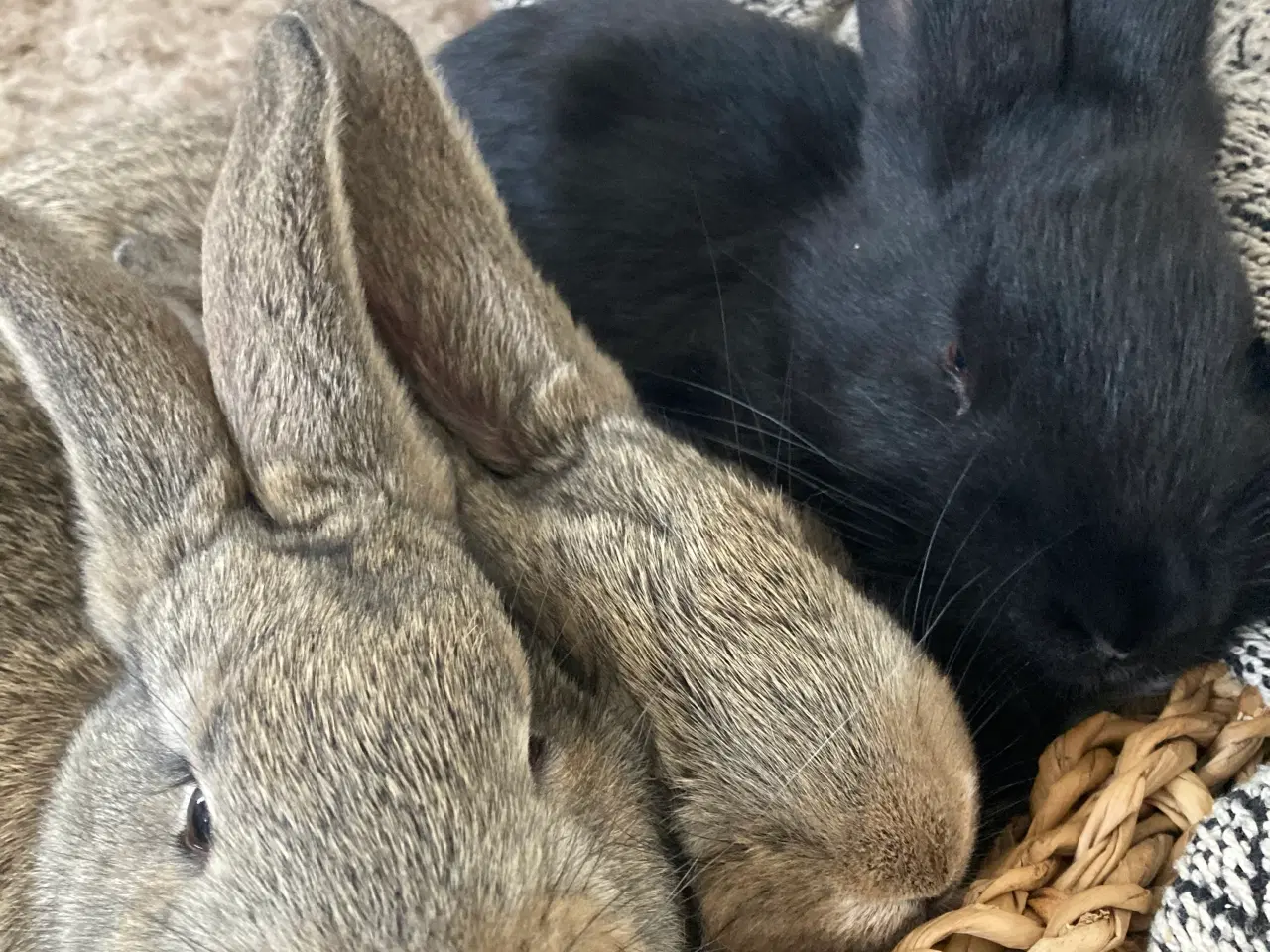 Billede 3 - Belgiske kæmpe unger