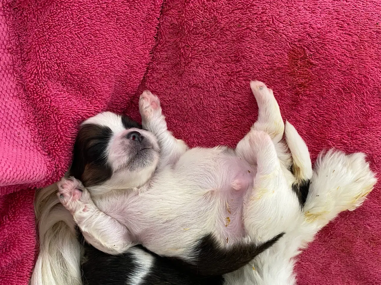 Billede 2 - Lhasa apso hvalpe 