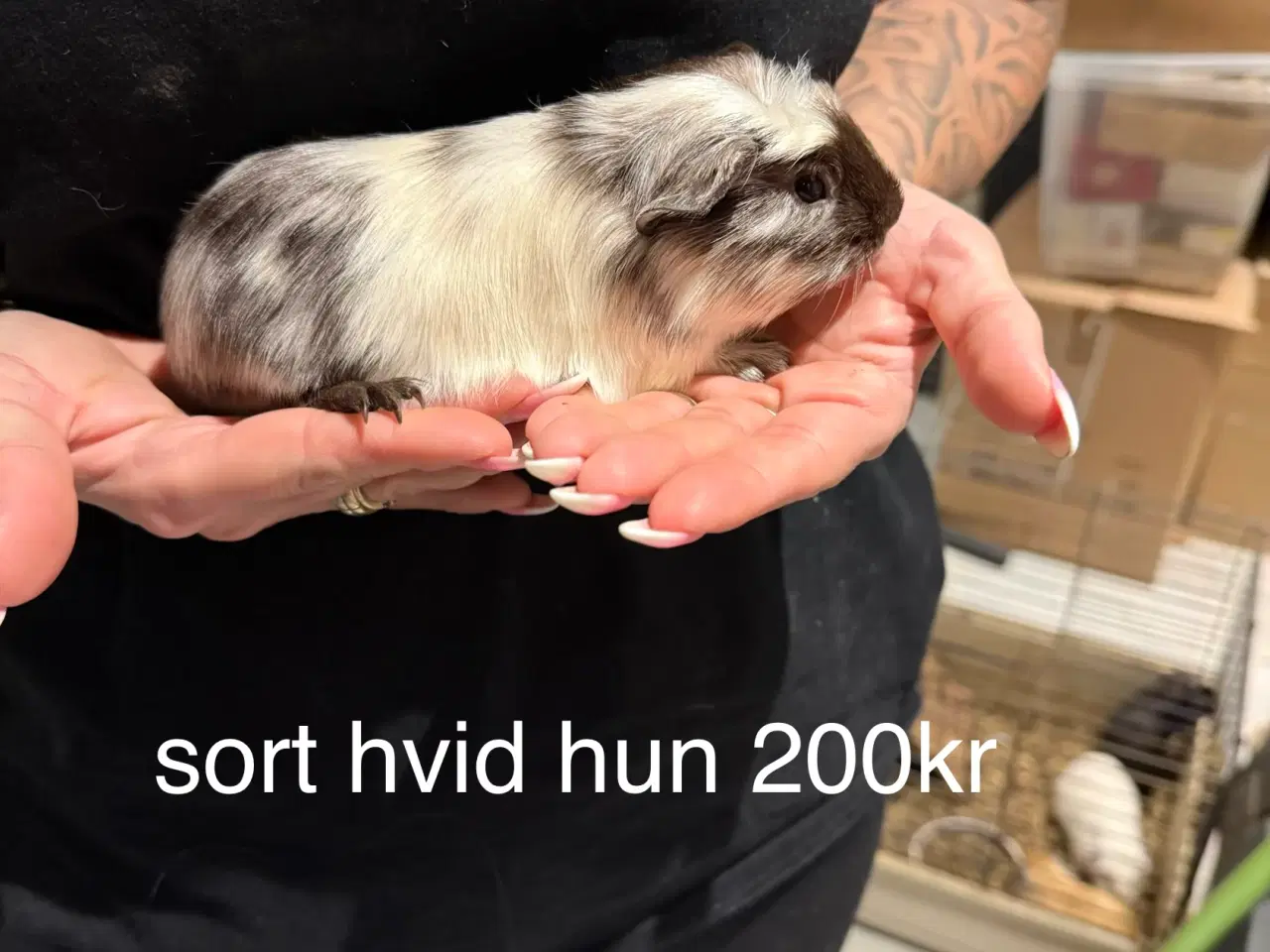 Billede 5 - Marsvin hun unger