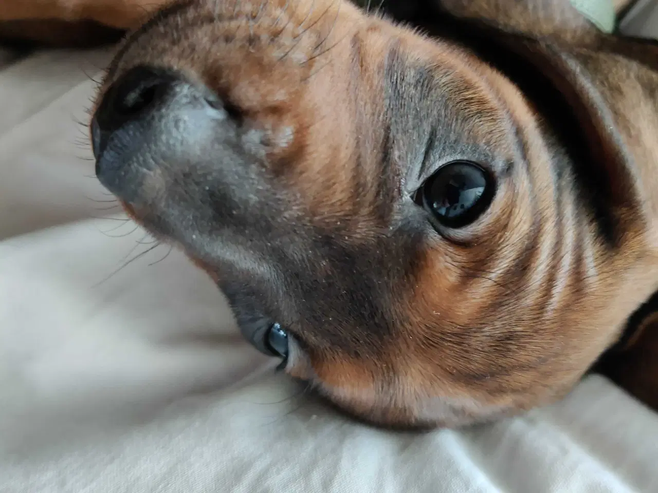 Billede 2 - Gravhund hvalp 