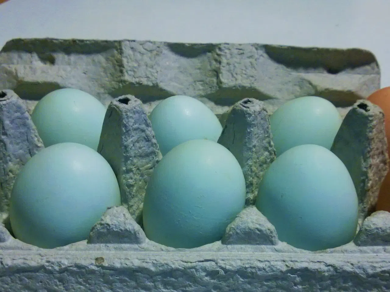 Billede 4 - Blå Araucana rugeæg