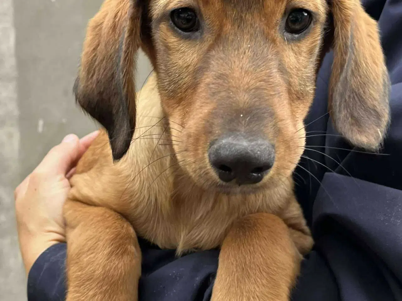 Billede 6 - Sødeste Charlie søger 4ever familie 💙